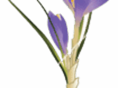 crocus
